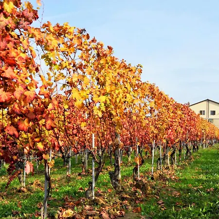 Casa di campagna Amalia Cascina In Langa Monforte dʼAlba